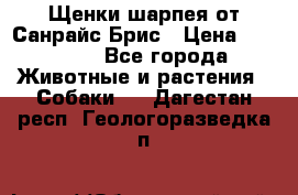 Щенки шарпея от Санрайс Брис › Цена ­ 30 000 - Все города Животные и растения » Собаки   . Дагестан респ.,Геологоразведка п.